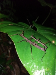 Lobolibethra