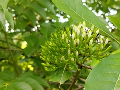 Pavetta indica