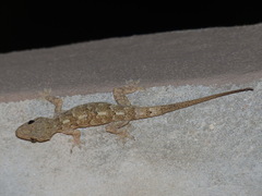 Hemidactylus mercatorius