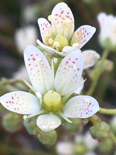 Prickly Saxifrage