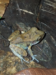Pristimantis gaigei