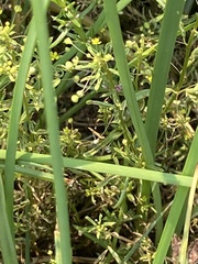 Cleomella parviflora