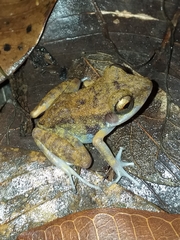 Pristimantis gaigei