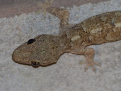 Hemidactylus mercatorius