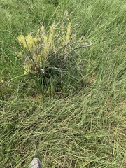 Cleomella parviflora