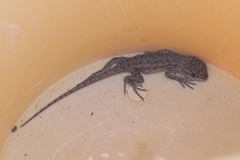 Sceloporus occidentalis