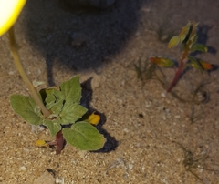 Chylismia