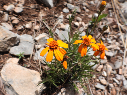 Zinnia juniperifolia (Zinnia juniperifolia)