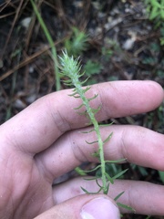 Liatris elegans elegans