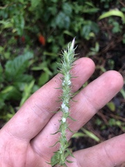 Liatris elegans elegans