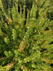 Lepidium apetalum