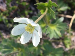 Anemone lithophila