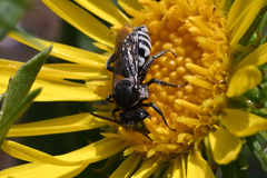Triepeolus paenepectoralis