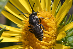 Triepeolus paenepectoralis