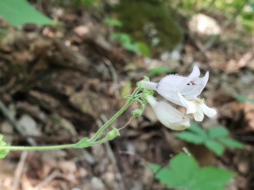 Image of Penstemon canescens by (c) Tom Field, some rights reserved (CC BY)
