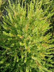 Lepidium apetalum
