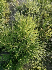 Lepidium apetalum