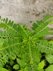 Phyllanthus niruri