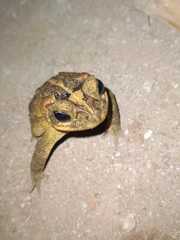 Incilius porteri