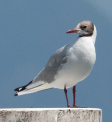 Chroicocephalus ridibundus