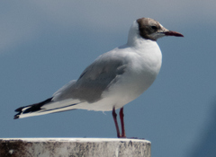 Chroicocephalus ridibundus