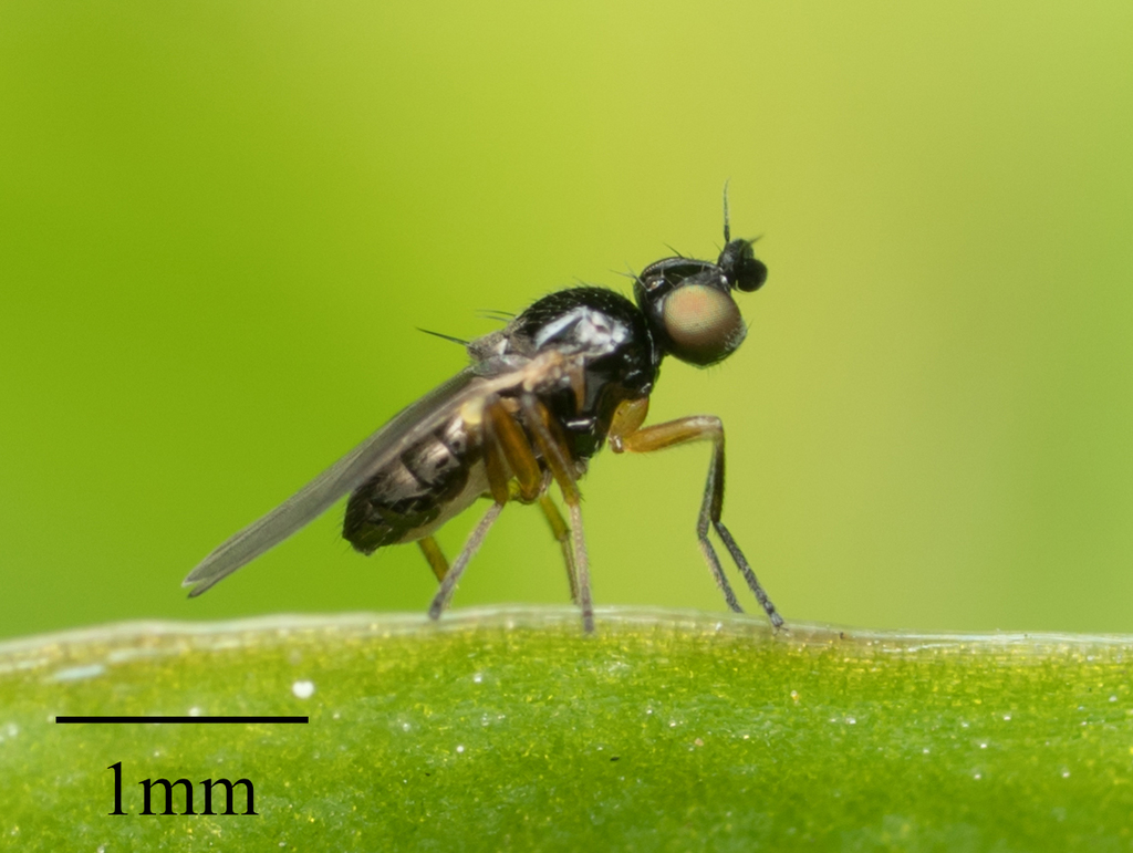 Fly