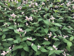 Koenigia campanulata