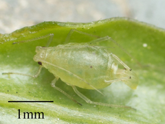 Myzus persicae