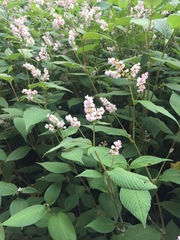 Koenigia campanulata