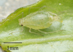 Myzus persicae