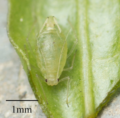Myzus persicae