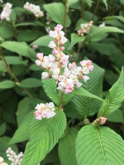 Koenigia campanulata