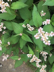 Koenigia campanulata