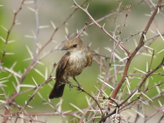 Pyrocephalus rubinus