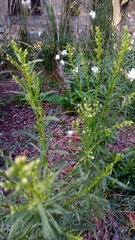 Erigeron canadensis