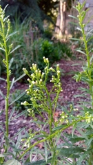 Erigeron canadensis