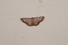 Idaea impexa