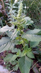 Amaranthus retroflexus
