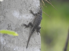 Sceloporus torquatus