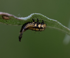 Chelymorpha cassidea
