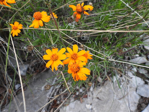 Zinnia juniperifolia (Zinnia juniperifolia)