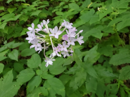 Image of Phlox amplifolia by (c) Tom Field, some rights reserved (CC BY)