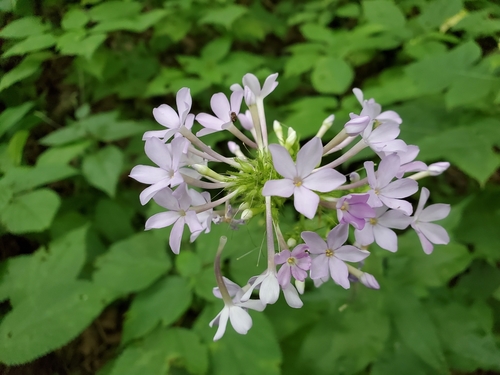 Image of Phlox amplifolia by (c) Tom Field, some rights reserved (CC BY)