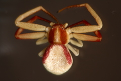 Ebrechtella pseudovatia