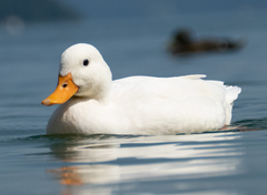 Anas platyrhynchos domesticus