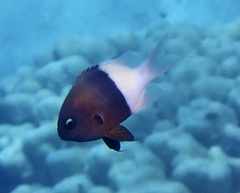 Pycnochromis dimidiatus