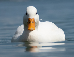 Anas platyrhynchos domesticus