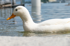 Anas platyrhynchos domesticus