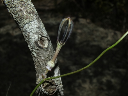 Ceropegia linearis image