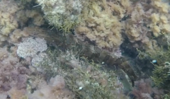 Heterostichus rostratus